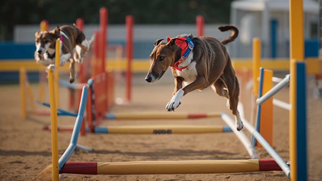 Agility Aces Greyhounds In Nonracing Sporting Events