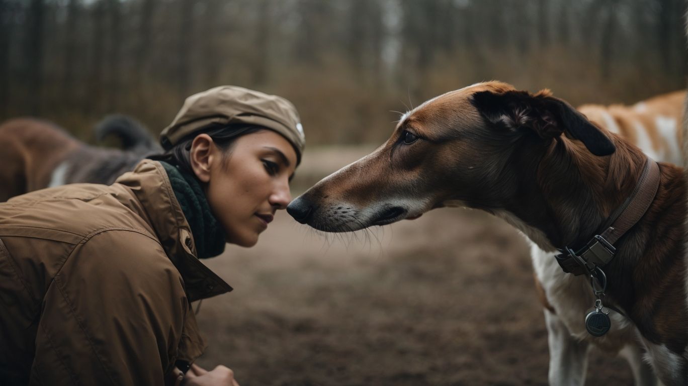 Allied Paws Collaborations In The Greyhound World