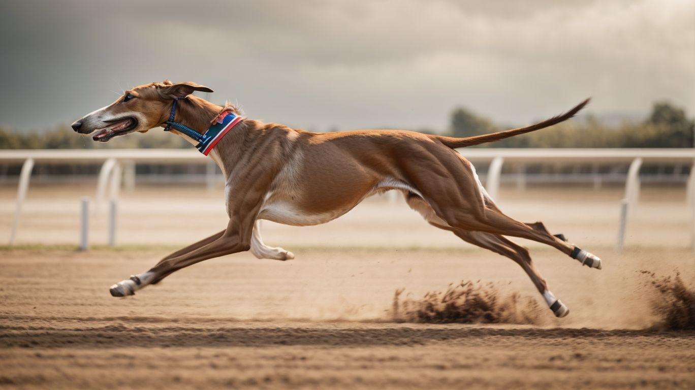 Anatomy Of Speed How Greyhounds Race Ahead