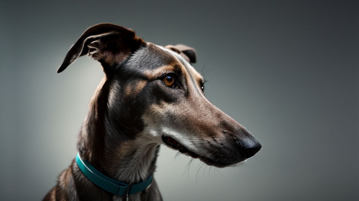 Barks Whines  More Deciphering Greyhound Sounds