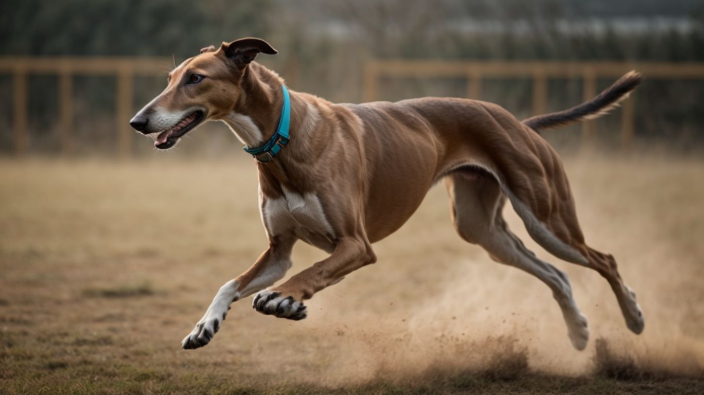 Busting Myths The Trainable And Intelligent Greyhound