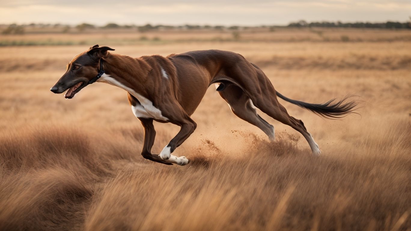 Busting The Myths Unveiling Greyhound Realities
