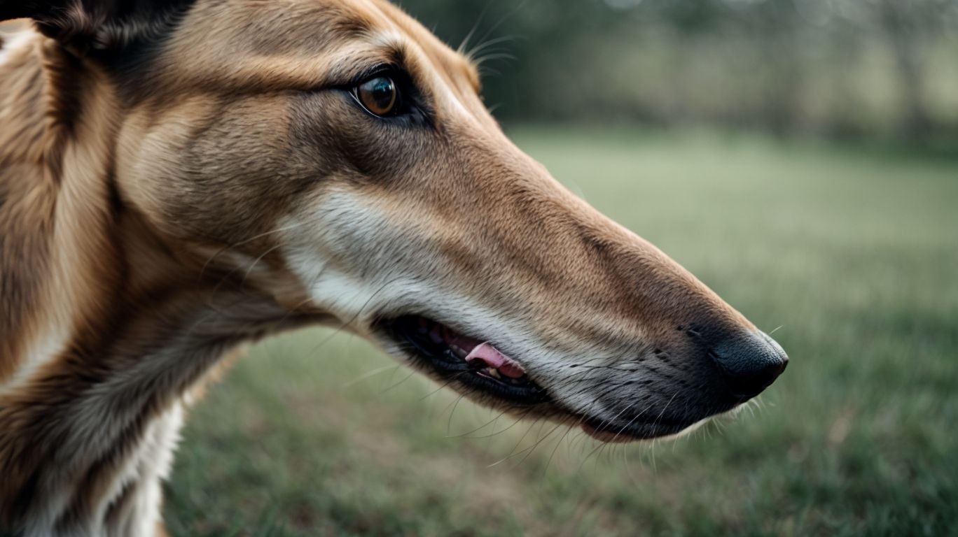 Digesting The Details Greyhound Gut Health