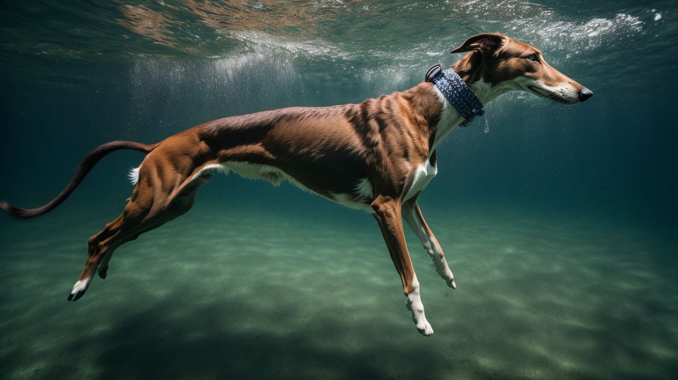 Diving In Greyhounds Relationship With Water