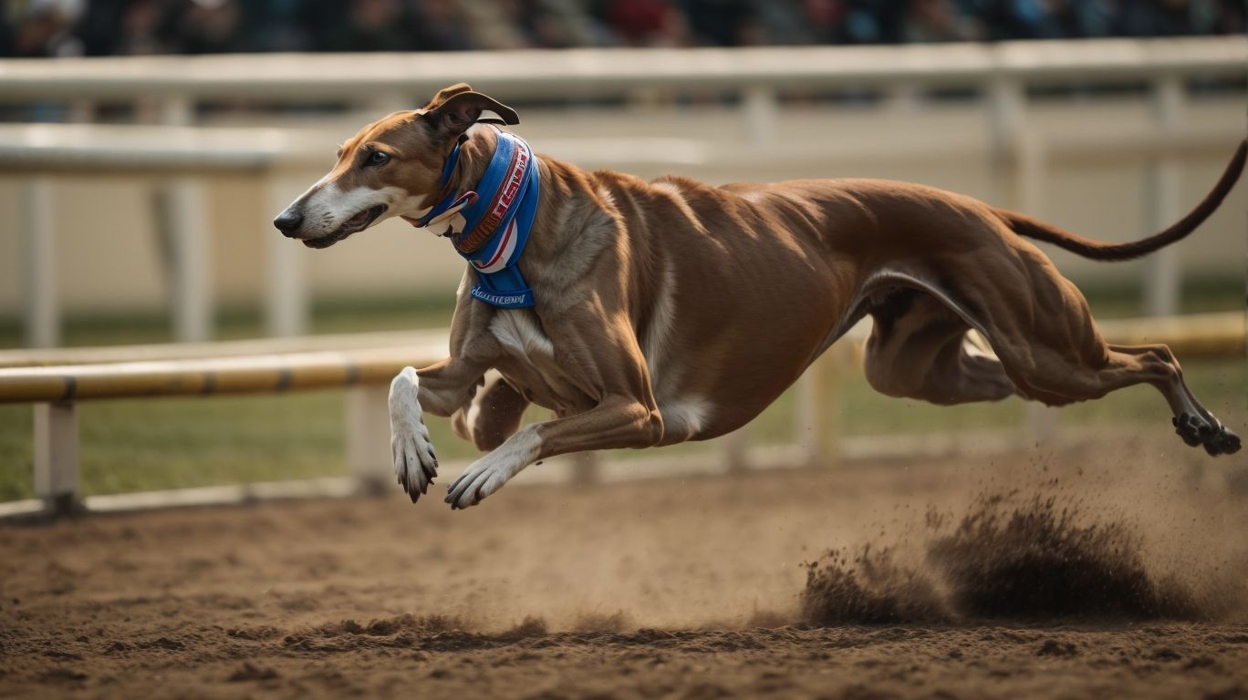 Global Gaze International Standards For Greyhound Welfare