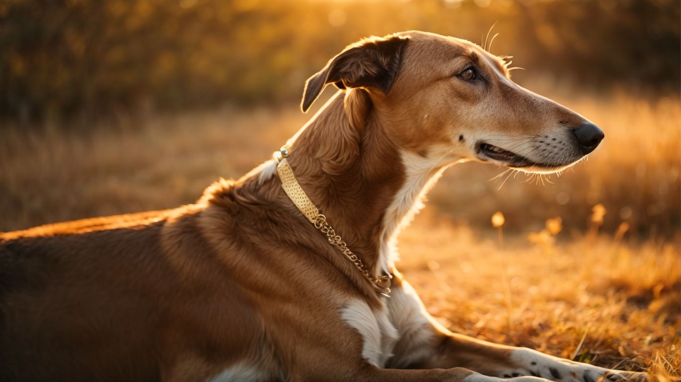 Golden Years Navigating The Needs Of Senior Greyhounds