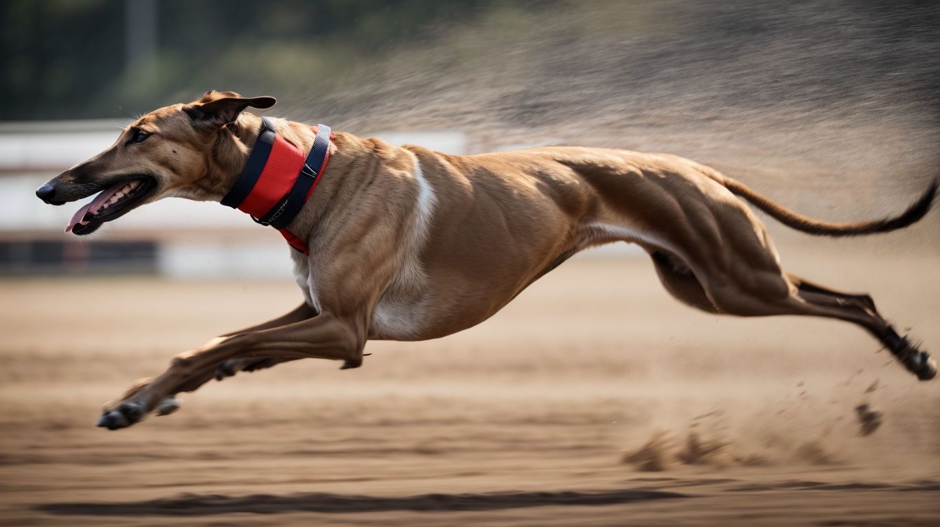 Grace In Motion Understanding Greyhound Biomechanics