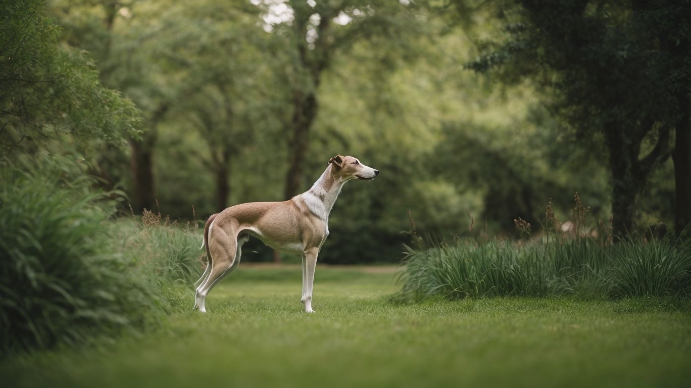 Green Havens Finding Greyhoundfriendly Parks And Recreational Areas