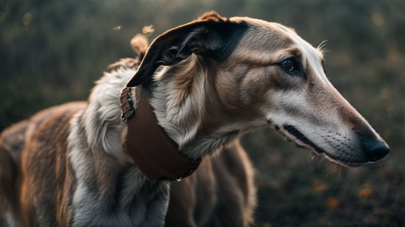 Lifes Journey The Beautiful Lifecycle Of A Greyhound