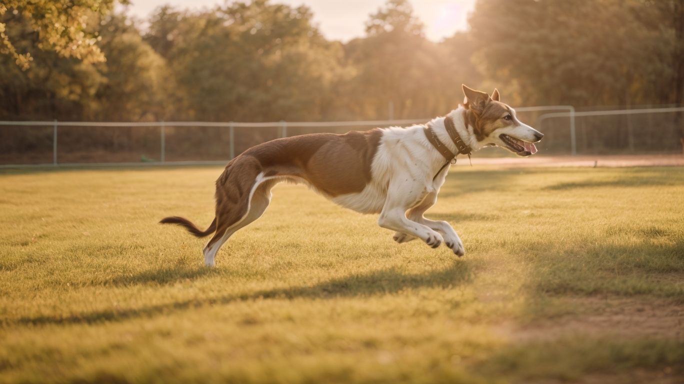 Making Friends The Role Of Socialization For Greyhounds