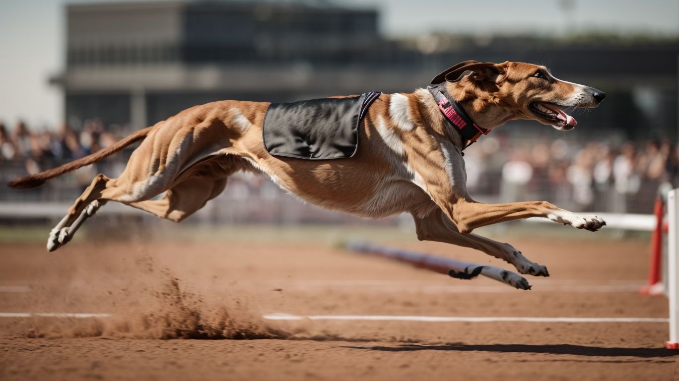 More Than A Sprint The Endurance Of Greyhounds