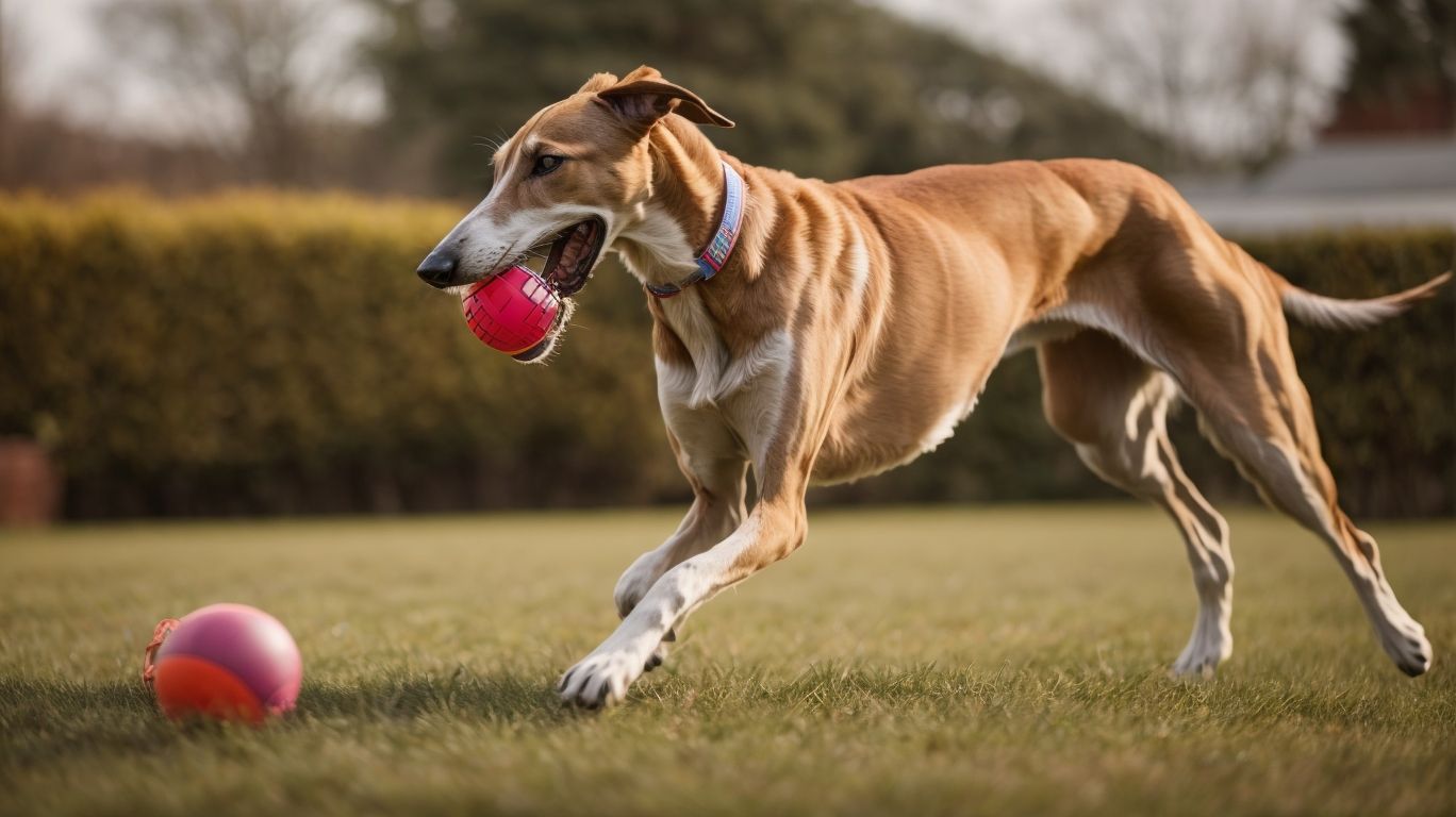 Playtime Picks Top Toys For Your Greyhound