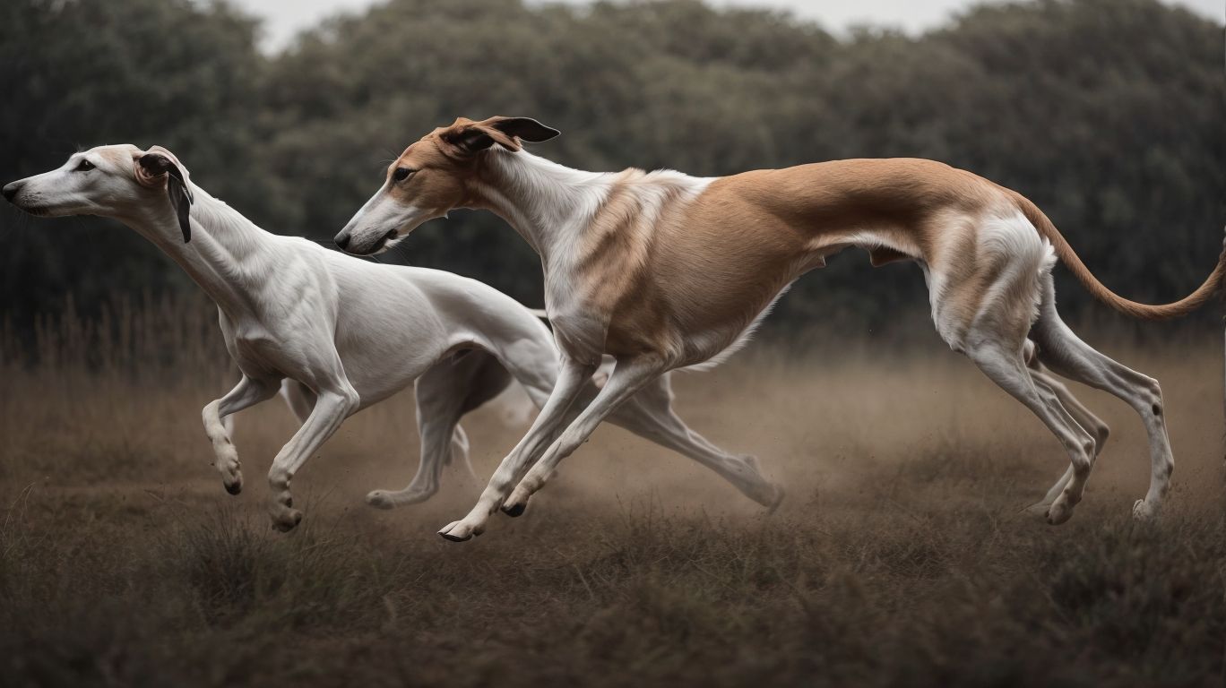 Sensing The World Unraveling Greyhounds Sensory Perceptions - My Blog