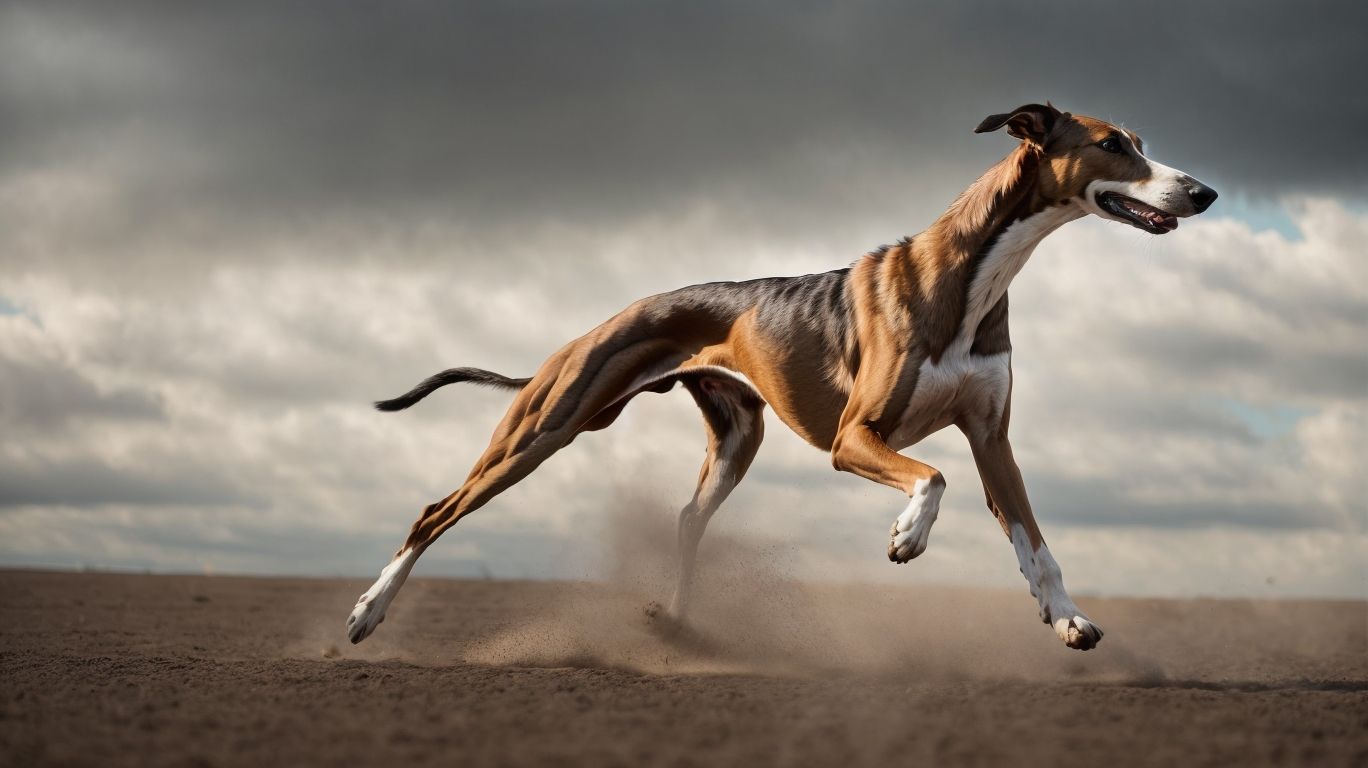 Sharp Sight The Optical Marvel Of The Greyhound