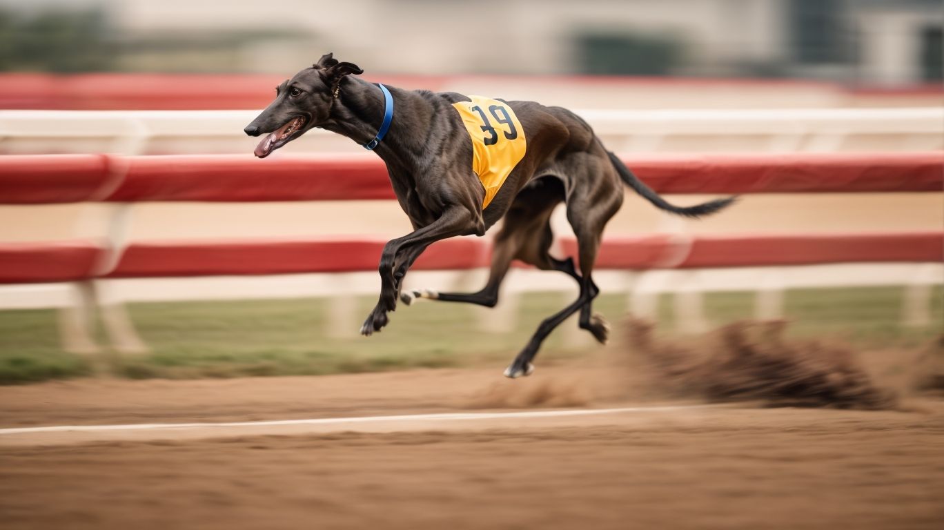 Speed Science The Physics Behind Greyhound Racing