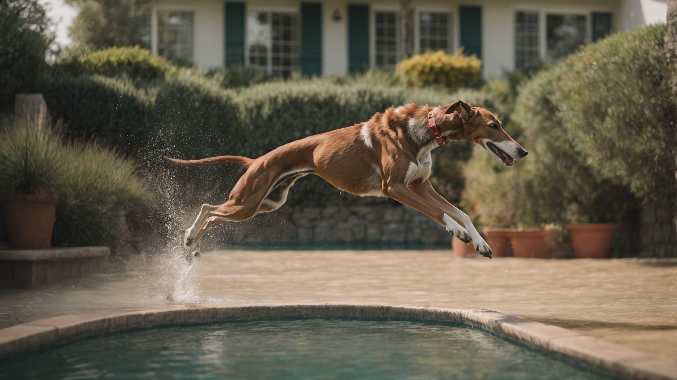 Splashing Sighthounds Introducing Your Greyhound To Water