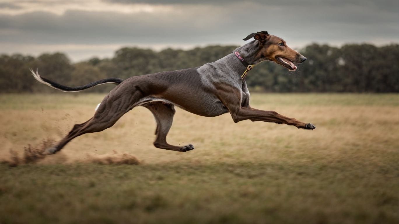 The Chase Instinct Understanding Greyhound Prey Drives