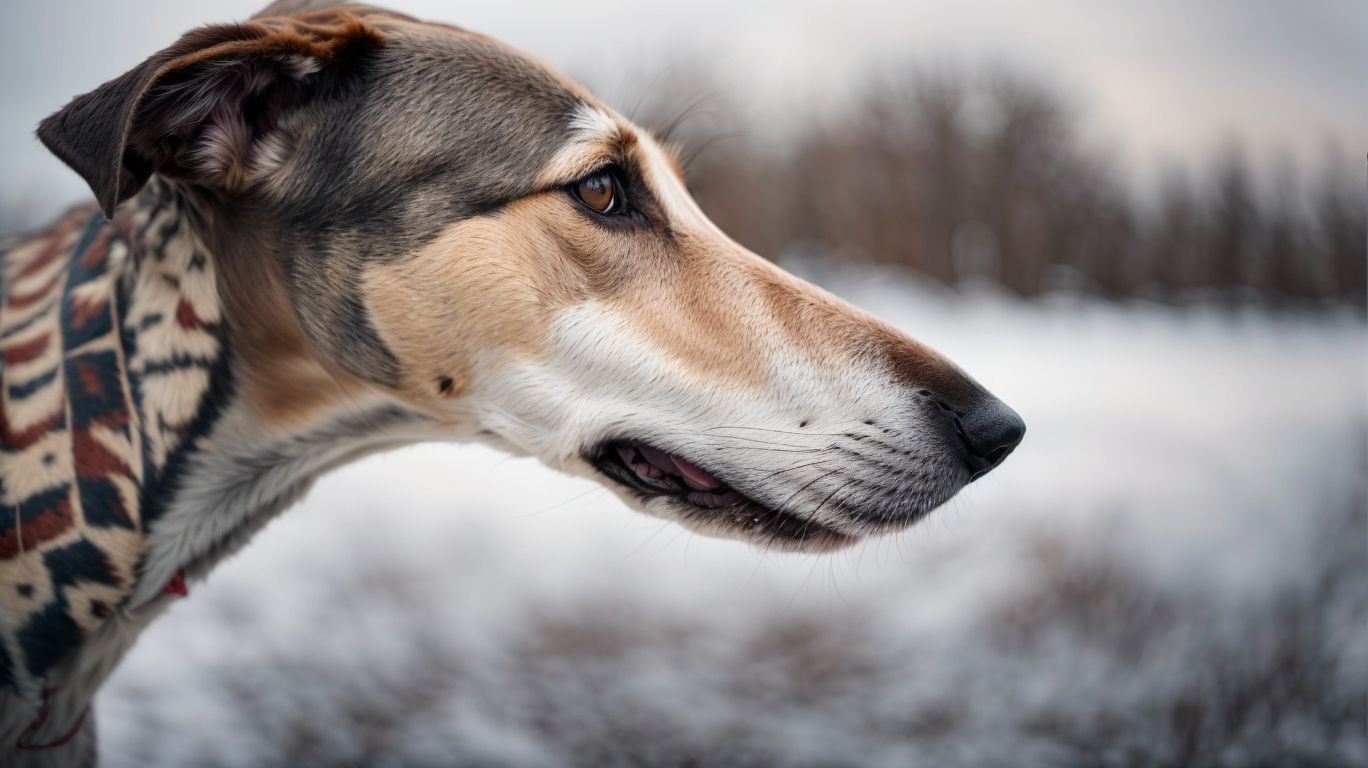 Weather Whiskers Adapting Greyhounds To Different Climates